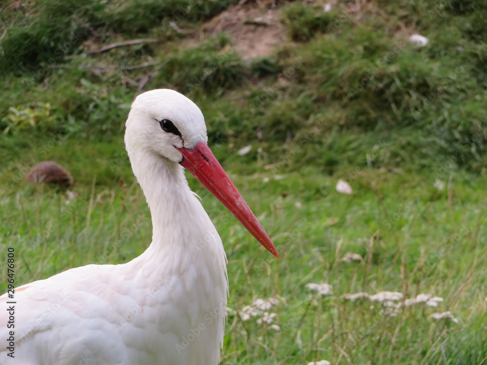 Fototapeta premium portrait of white stork on green grass