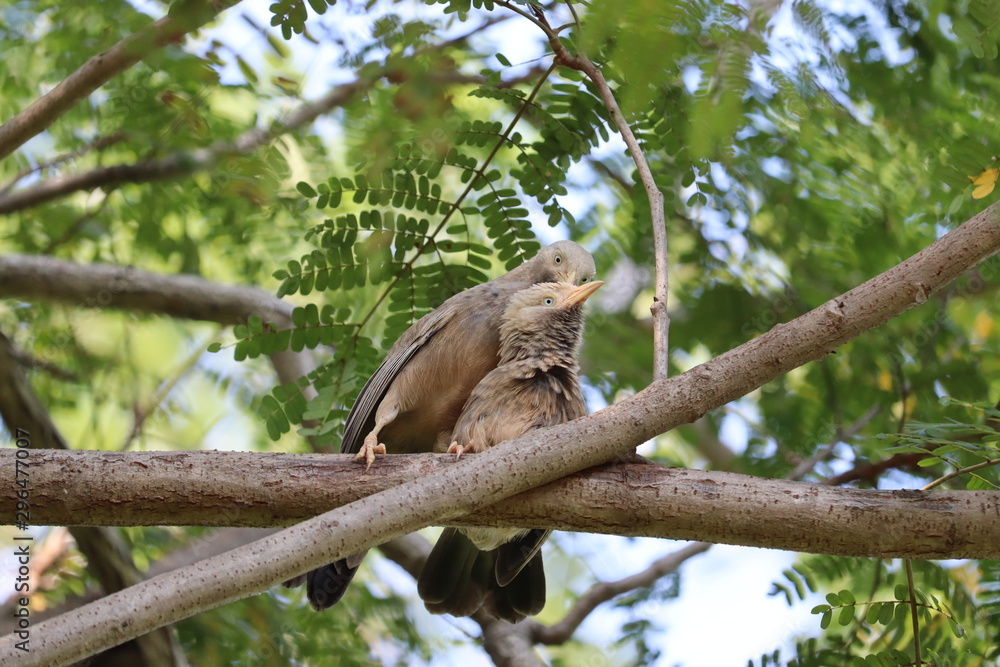 bird sparrow on a brown tree branch bird sparrow on a brown tree branch