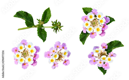 Set of lantana flowers and ...