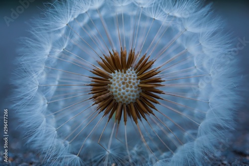 beautiful dandelion seed in autumn in the nature © Ismael