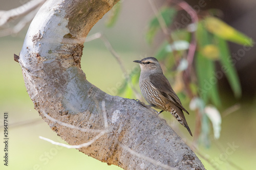 Brown Treecreeper in Australia