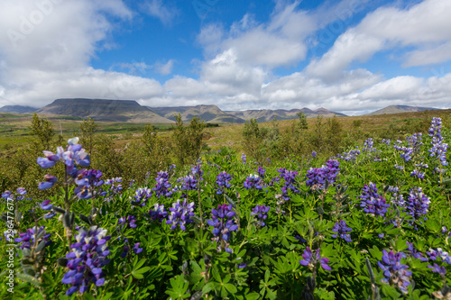 Picture of Summer icelandic landscape with blossoming blue lupine flowers  Iceland