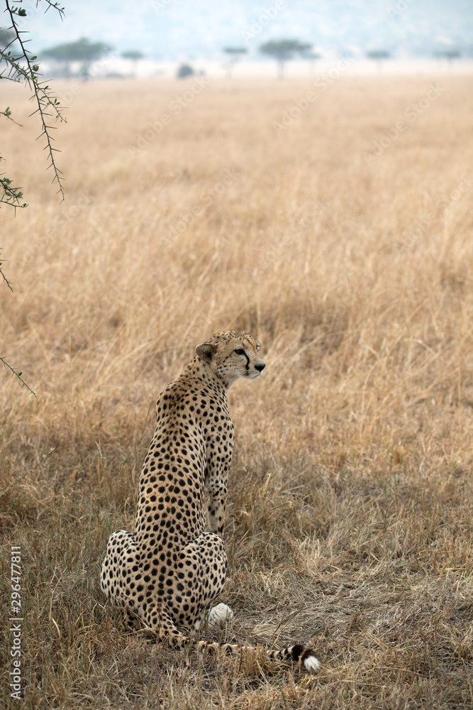 A Cheetah (Acinonyx jubatus) relaxing in the grass fields of Tanzania.	