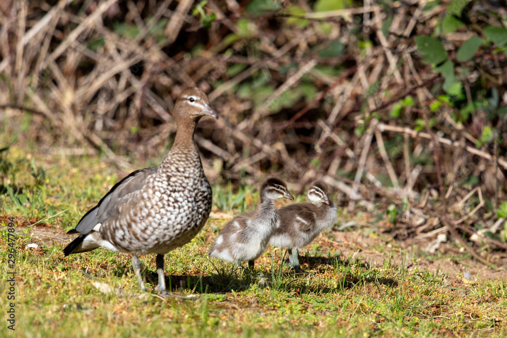 Australian Maned Duck Australian Maned Duck