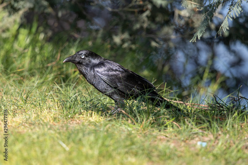 Little Raven in Australia