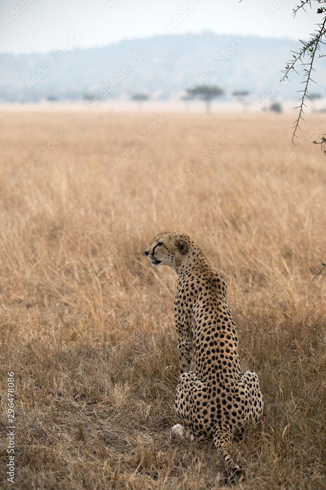 A Cheetah (Acinonyx jubatus) relaxing in the grass fields of Tanzania. A Cheetah (Acinonyx jubatus) relaxing in the grass fields of Tanzania.