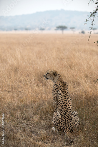 A Cheetah (Acinonyx jubatus) relaxing in the grass fields of Tanzania.	