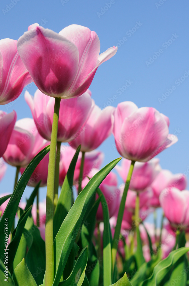 Tulpenfeld Tulpenfeld