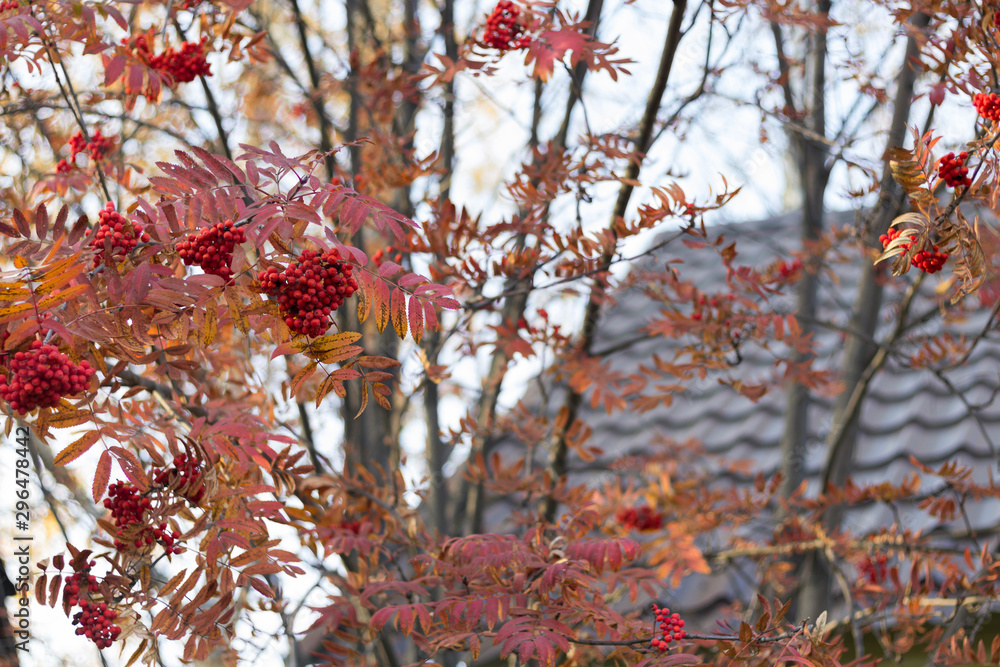Soft focus red rowan branches on brown tile roof background. Autumn concept Soft focus red rowan branches on brown tile roof background. Autumn concept