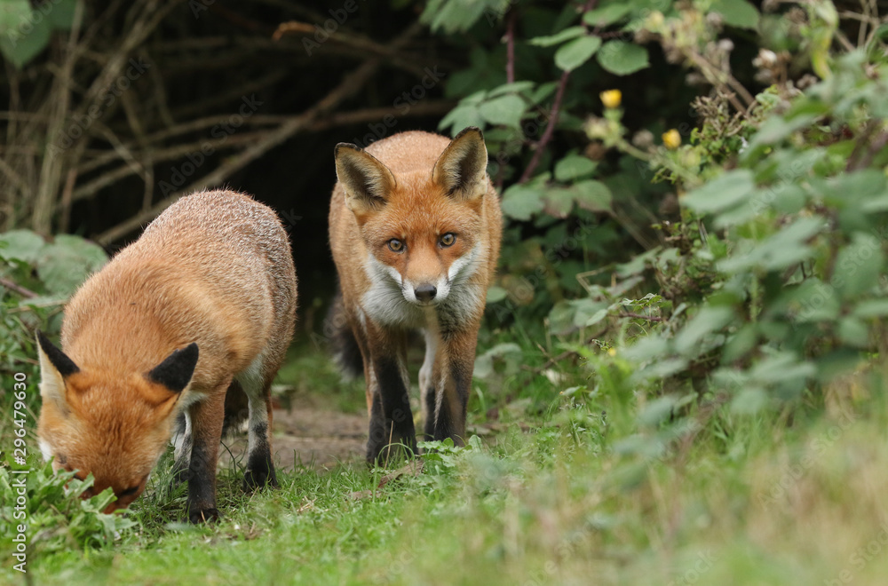 Two magnificent hunting hungry wild Red Foxes, Vulpes vulpes. Two magnificent hunting hungry wild Red Foxes, Vulpes vulpes.