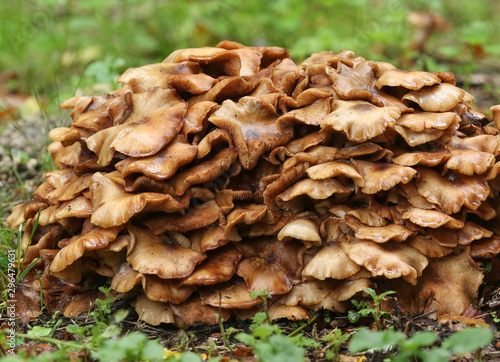 Honey Fungus, growing from a decaying tree stump in a field in the UK.