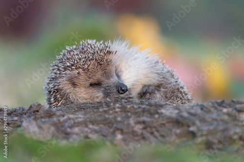 A spiny mammal, the Hedgehog (Erinaceus europaeus)
