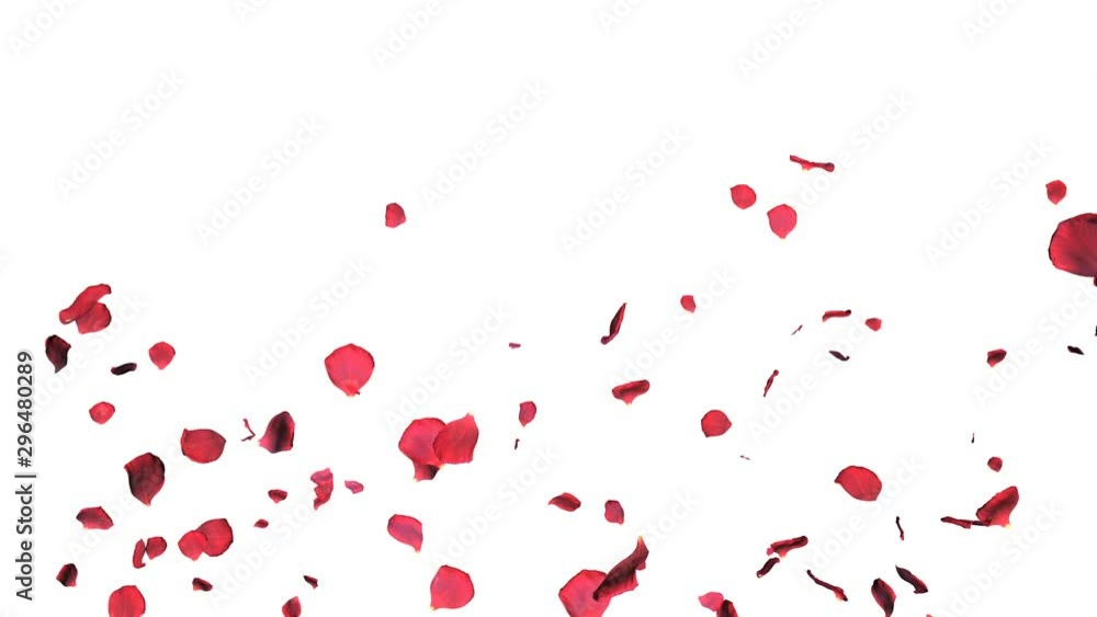 rose petals falling slowly on white background, colorful romantic 4k footage rose petals falling slowly on white background, colorful romantic 4k footage