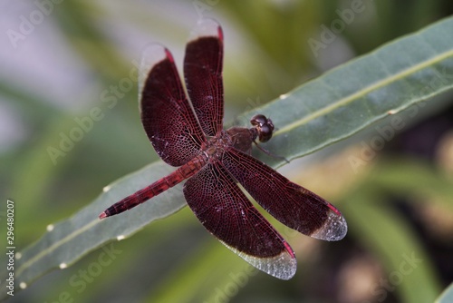 Red dragonfly