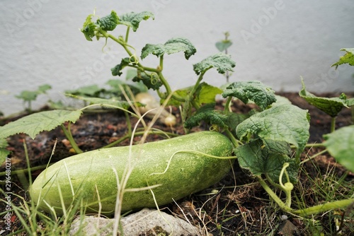 Green Cucumber in the Garden