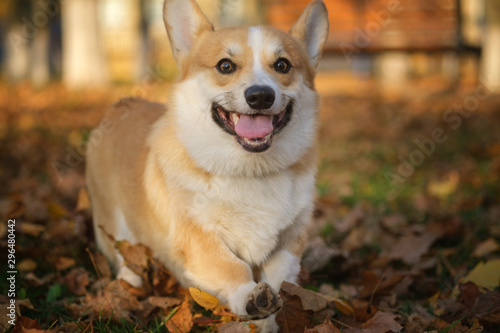 Dog breed Welsh Corgi Pembroke for a walk in the autumn Park with bright yellow foliage