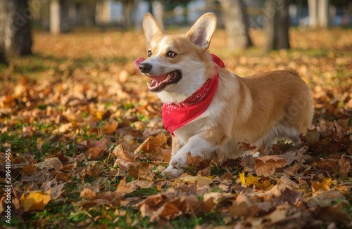 Dog breed Welsh Corgi Pembroke for a walk in the autumn Park with bright yellow foliage