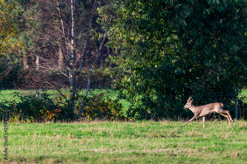 A herd of deer  runs in sporadically and together in the autumnal evening over a field in the direction of a trench