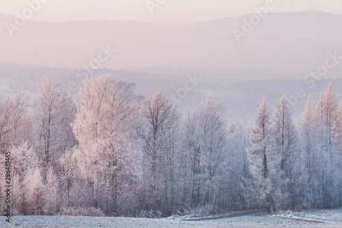 Frosted trees in the morning in the countryside