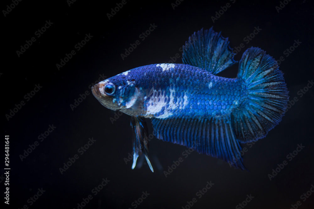 Fighting fish (Betta splendens) Fish with a beautiful array of colorful beauty. Fighting fish (Betta splendens) Fish with a beautiful array of colorful beauty.