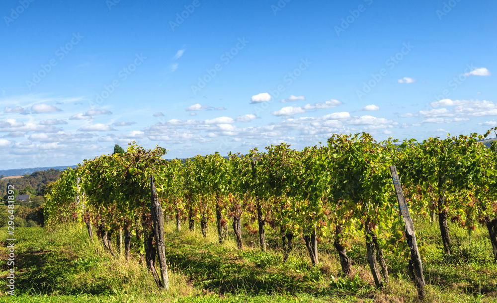 Vineyard of the Jurancon wine in the French Pyrenees