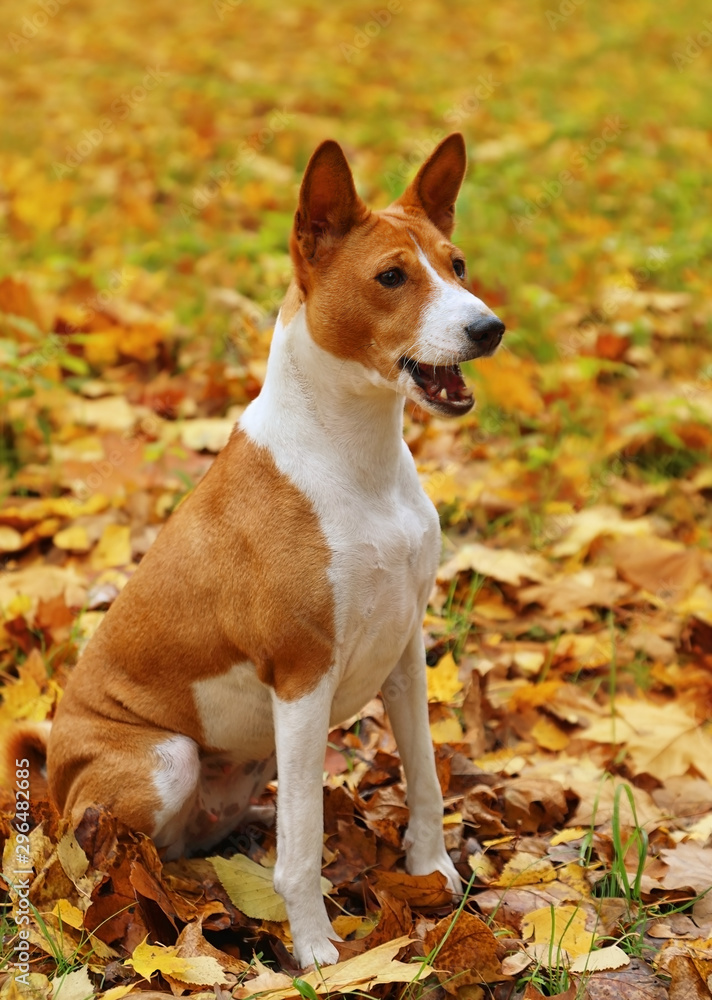 Two-year-old Basenji dog sitting on the autumn foliage Two-year-old Basenji dog sitting on the autumn foliage