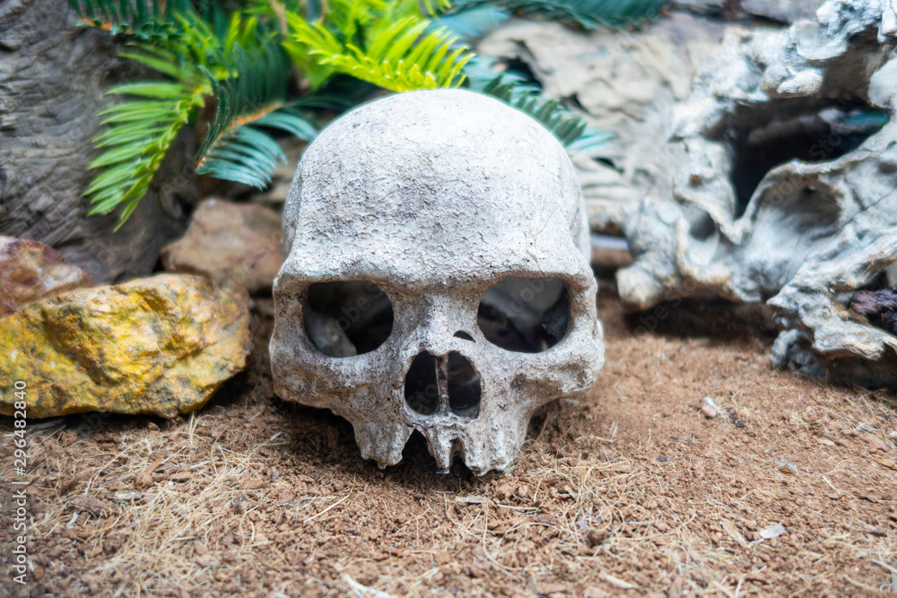 Human skull under water. Skull in the aquarium next to decorative fish. Copy space. For deep sea or scary design. Human skull under water. Skull in the aquarium next to decorative fish. Copy space. For deep sea or scary design.