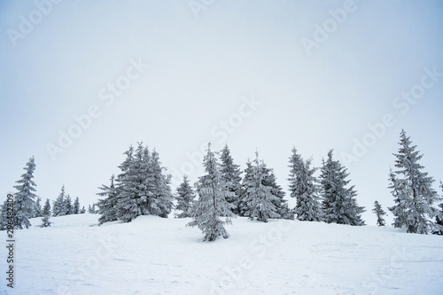 Beautiful Winter Mountain Landscape with Snow Covered Fir Trees in the Morning.