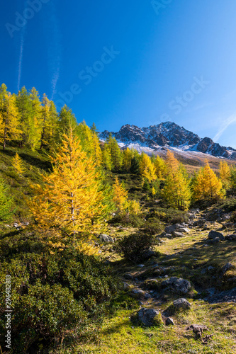 yellow larches in Val Zeznina with Piz Macun