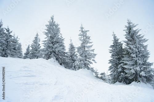 Beautiful Winter Mountain Landscape with Snow Covered Fir Trees in the Morning. © Maksym Protsenko