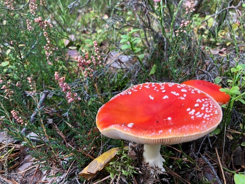 fly agaric in the forest