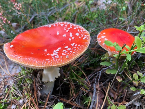 fly agaric in the forest