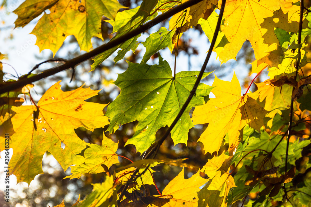 Beautiful yellow leaves on the tree in autumn, Poland Beautiful yellow leaves on the tree in autumn, Poland