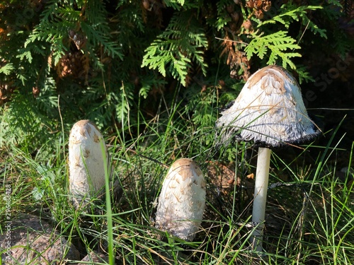mushroom in forest