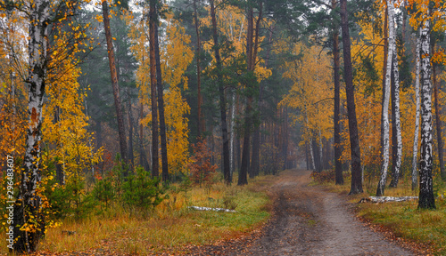 Forest. Autumn painted leaves with its magical colors. Beauty. Light fog gives the landscape a mystery. © Mykhailo