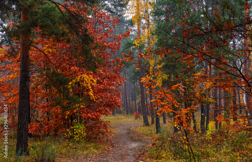 Forest. Autumn painted leaves with its magical colors. Beauty. Light fog gives the landscape a mystery. © Mykhailo