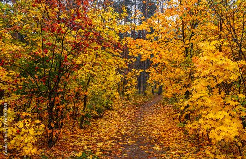 Forest. Autumn painted leaves with its magical colors. Beauty. Light fog gives the landscape a mystery. © Mykhailo