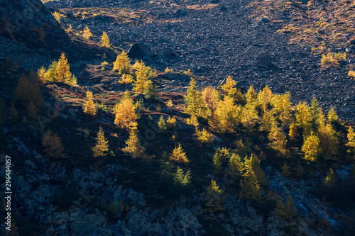 yellow larches in Val Zeznina photo