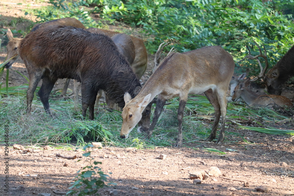 front on view of a male water buck (deer) .Confused water buck waiting for a mate - Image front on view of a male water buck (deer) .Confused water buck waiting for a mate - Image
