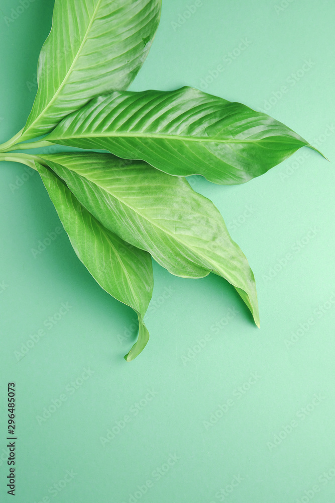 Fototapeta premium Fresh tropical leaves on color background