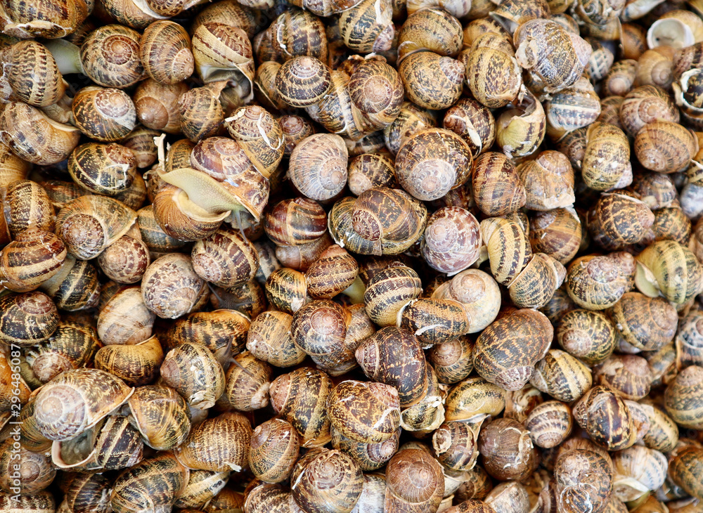 Top down close up view of snails landscape Top down close up view of snails landscape