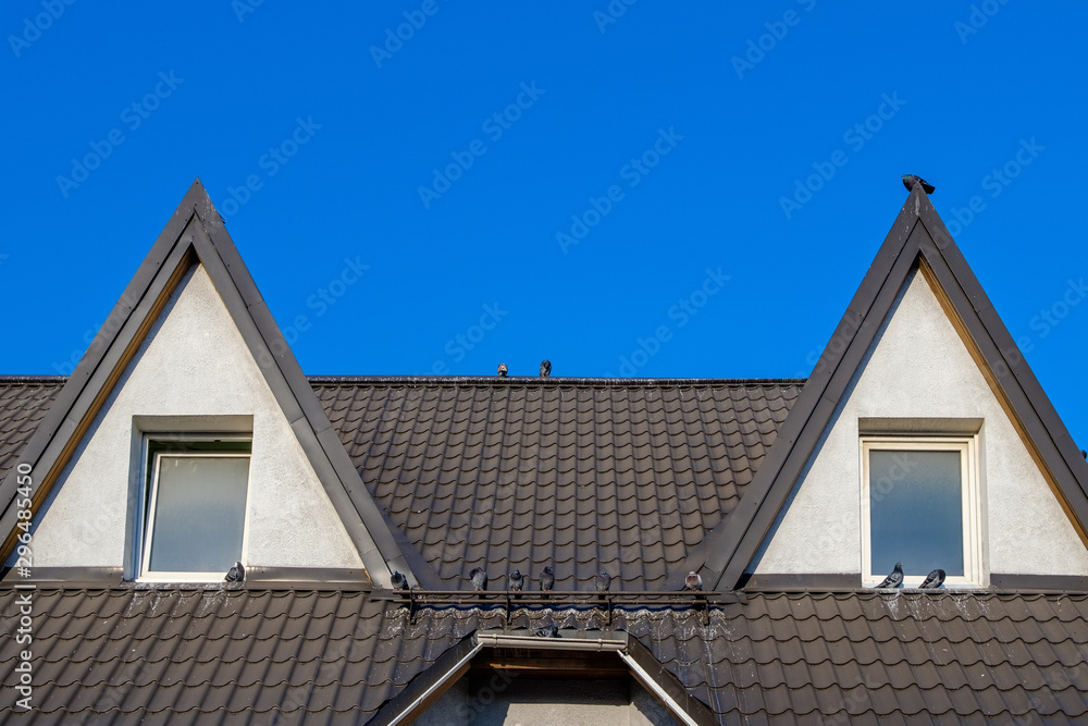 A flock of pigeons on a brown roof with skylights against a blue cloudless sky on a sunny day. Birds in the city. A flock of pigeons on a brown roof with skylights against a blue cloudless sky on a sunny day. Birds in the city.