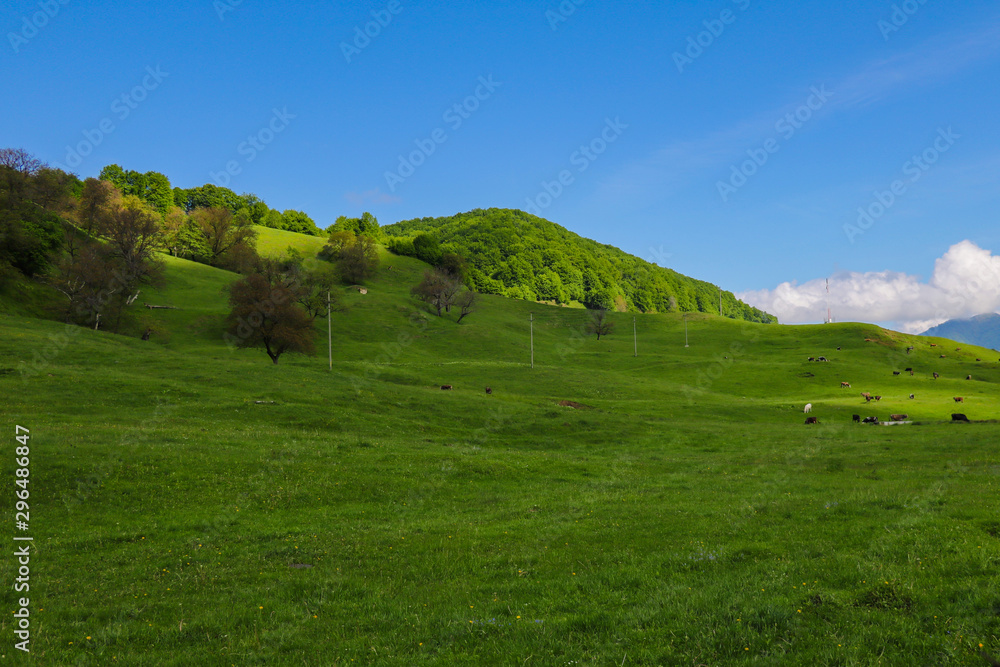 View of the green hills and mountainsides. A clear sunny day. On the slopes in the distance sheep and cows graze. Selective focus.