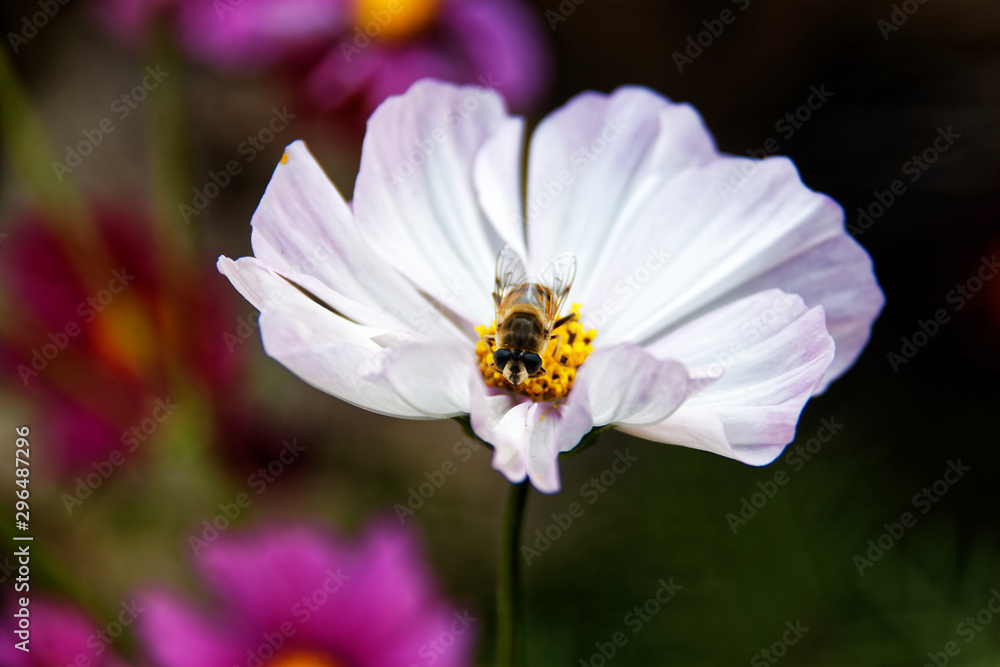 Obraz premium Abeille sur fleur 