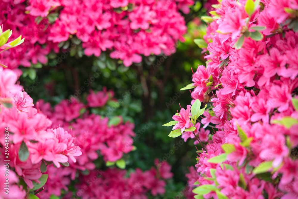 Pink azalea flowers background with copy space ツツジの花の背景/フレーム Pink azalea flowers background with copy space ツツジの花の背景/フレーム