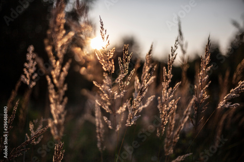 Plants at sunset. Spikes in the field. Beautiful natural background from plants.