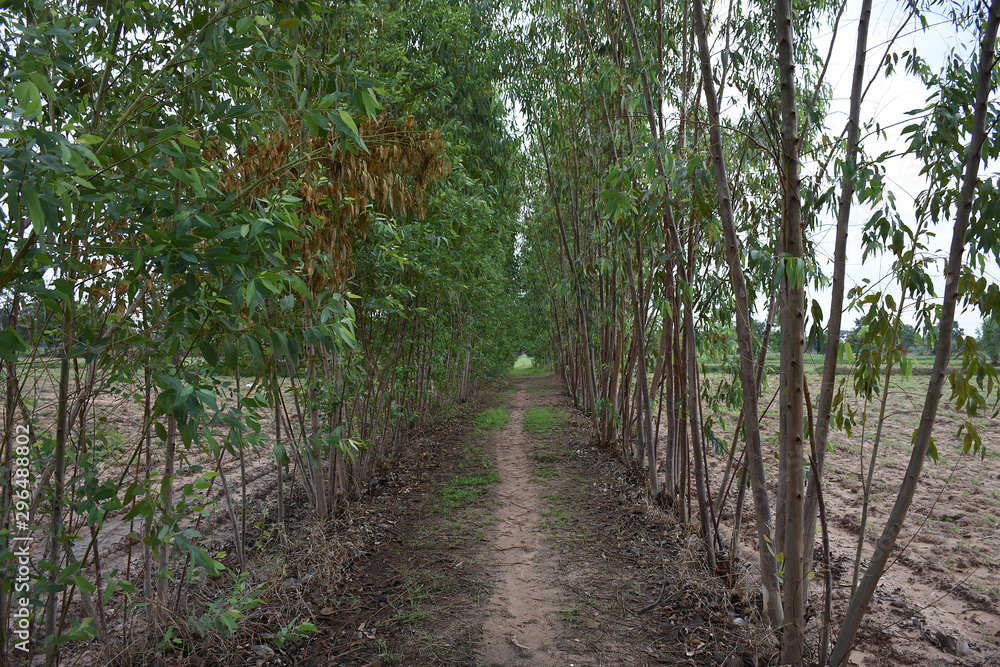 Fototapeta premium path in the forest