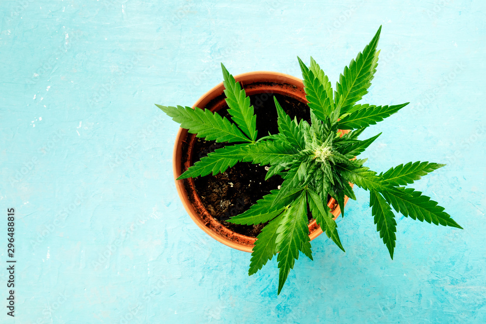 Growing cannabis at home. A female marijuana plant in a pot, shot from