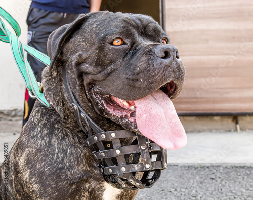 Dog breed Cane Corso large portrait photo