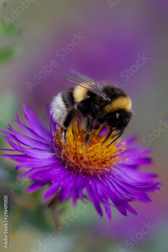 Bee on purple blossom macro © madame_fayn